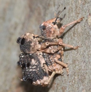 Aades cultratus at Watson, ACT - 8 Dec 2020