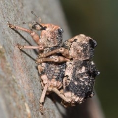 Aades cultratus at Watson, ACT - 8 Dec 2020