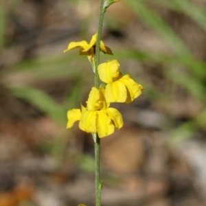 Goodenia bellidifolia subsp. bellidifolia at Wingecarribee Local Government Area - 10 Dec 2020