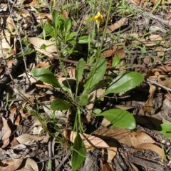 Goodenia bellidifolia subsp. bellidifolia at Wingecarribee Local Government Area - 10 Dec 2020 09:36 AM