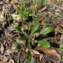 Goodenia bellidifolia subsp. bellidifolia at Wingecarribee Local Government Area - 10 Dec 2020