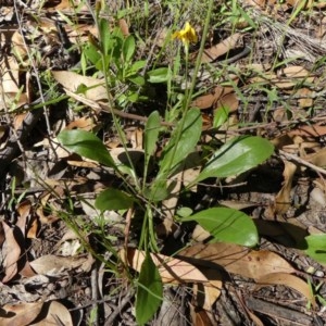 Goodenia bellidifolia subsp. bellidifolia at Wingecarribee Local Government Area - 10 Dec 2020