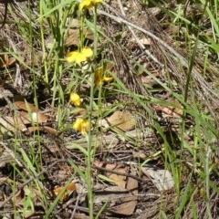 Goodenia bellidifolia subsp. bellidifolia at Wingecarribee Local Government Area - 10 Dec 2020 09:36 AM