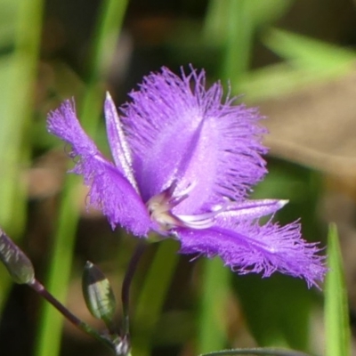 Thysanotus juncifolius (Branching Fringe Lily) at Wingecarribee Local Government Area - 9 Dec 2020 by Curiosity