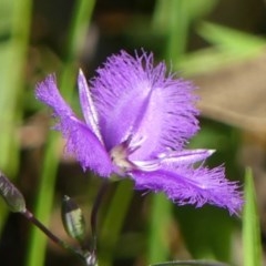 Thysanotus juncifolius (Branching Fringe Lily) at Welby, NSW - 9 Dec 2020 by Curiosity