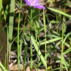 Thysanotus juncifolius at Welby - 10 Dec 2020