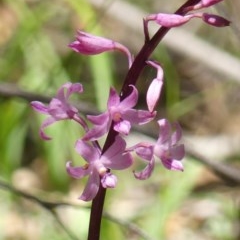 Dipodium roseum (Rosy Hyacinth Orchid) at Welby, NSW - 9 Dec 2020 by Curiosity
