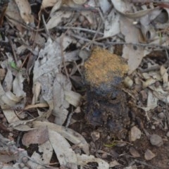 Pisolithus sp. (Pisolithus) at QPRC LGA - 16 Oct 2020 by natureguy