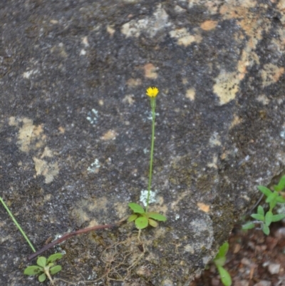 Hypochaeris glabra (Smooth Catsear) at Wamboin, NSW - 16 Oct 2020 by natureguy