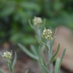 Pseudognaphalium luteoalbum (Jersey Cudweed) at Wamboin, NSW - 16 Oct 2020 by natureguy