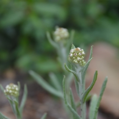 Pseudognaphalium luteoalbum (Jersey Cudweed) at Wamboin, NSW - 16 Oct 2020 by natureguy