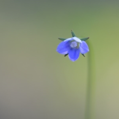 Wahlenbergia multicaulis (Tadgell's Bluebell) at Wamboin, NSW - 17 Oct 2020 by natureguy