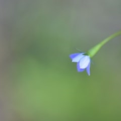 Wahlenbergia multicaulis at Wamboin, NSW - 17 Oct 2020