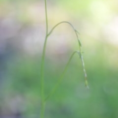 Wahlenbergia multicaulis at Wamboin, NSW - 17 Oct 2020