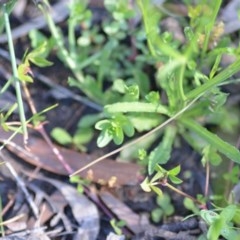 Wahlenbergia multicaulis at Wamboin, NSW - 17 Oct 2020 07:15 PM