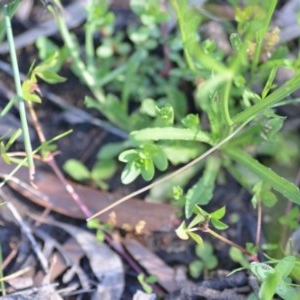 Wahlenbergia multicaulis at Wamboin, NSW - 17 Oct 2020