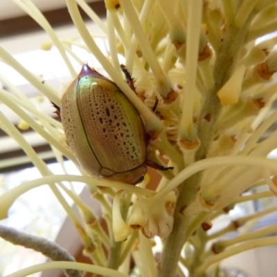 Anoplognathus olivieri (A christmas beetle) at Tathra, NSW - 10 Dec 2020 by TathraPreschool