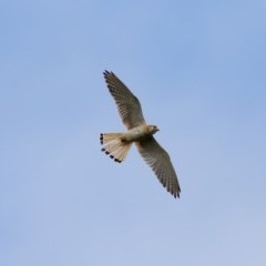 Falco cenchroides (Nankeen Kestrel) at Wingecarribee Local Government Area - 11 Dec 2020 by Snowflake
