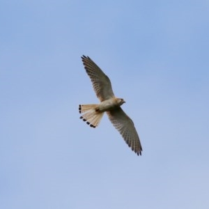 Falco cenchroides at Exeter - 11 Dec 2020 11:19 AM