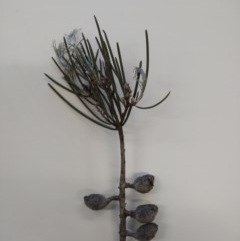 Hakea lissosperma (Needle Bush) at Cotter River, ACT - 9 Dec 2020 by Greggy