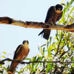 Falco longipennis (Australian Hobby) at Lions Youth Haven - Westwood Farm A.C.T. - 11 Dec 2020 by HelenCross