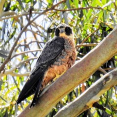 Falco longipennis at Kambah, ACT - 11 Dec 2020