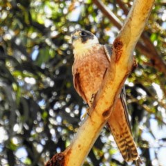 Falco longipennis at Kambah, ACT - 11 Dec 2020