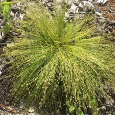 Isolepis sp. (Club-rush) at Lower Cotter Catchment - 30 Nov 2020 by ThomasMungoven