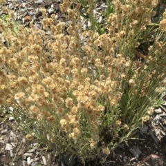 Pseudognaphalium luteoalbum (Jersey Cudweed) at Cotter River, ACT - 30 Nov 2020 by ThomasMungoven