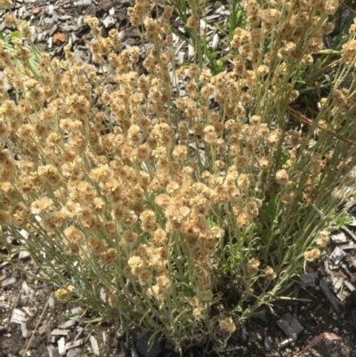 Pseudognaphalium luteoalbum (Jersey Cudweed) at Lower Cotter Catchment - 30 Nov 2020 by ThomasMungoven