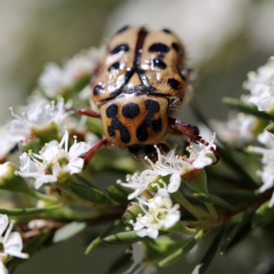 Neorrhina punctata (Spotted flower chafer) at QPRC LGA - 11 Dec 2020 by Wandiyali