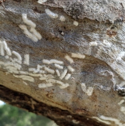 Eriococcidae sp. on Eucalyptus blakelyi (Felted scale on Eucalyptus blakelyi) at Chapman, ACT - 10 Dec 2020 by ThomasMungoven
