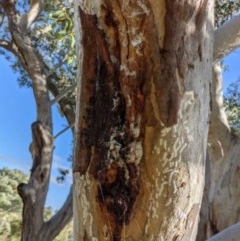 Eriococcidae sp. on Eucalyptus blakelyi at Chapman, ACT - 10 Dec 2020