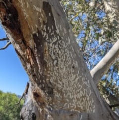 Eriococcidae sp. on Eucalyptus blakelyi at Chapman, ACT - 10 Dec 2020