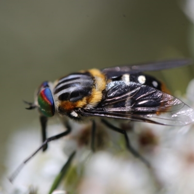 Scaptia sp. (genus) (March fly) at Googong, NSW - 11 Dec 2020 by Wandiyali