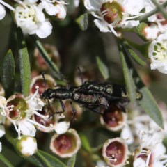 Eleale aspera (Clerid beetle) at QPRC LGA - 11 Dec 2020 by Wandiyali