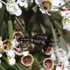 Eleale aspera (Clerid beetle) at Googong, NSW - 11 Dec 2020 by Wandiyali