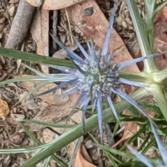 Eryngium ovinum (Blue Devil) at Mount Majura - 10 Dec 2020 by abread111