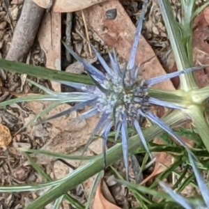 Eryngium ovinum at Hackett, ACT - 11 Dec 2020