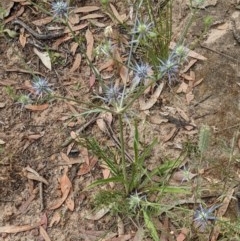 Eryngium ovinum at Hackett, ACT - 11 Dec 2020