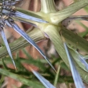 Eryngium ovinum at Hackett, ACT - 11 Dec 2020