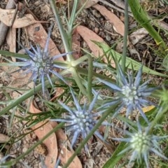 Eryngium ovinum at Hackett, ACT - 11 Dec 2020