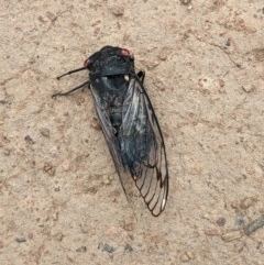 Psaltoda moerens (Redeye cicada) at Mount Majura - 10 Dec 2020 by abread111
