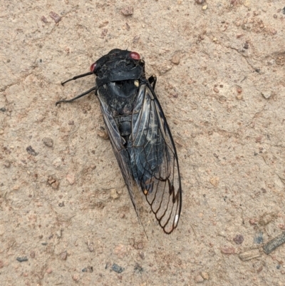 Psaltoda moerens (Redeye cicada) at Hackett, ACT - 10 Dec 2020 by abread111