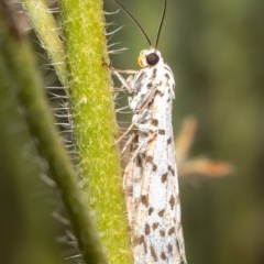 Utetheisa pulchelloides (Heliotrope Moth) at Watson, ACT - 10 Dec 2020 by Roger