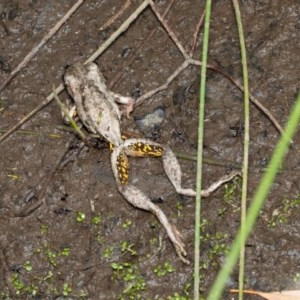 Litoria peronii at Watson, ACT - 11 Dec 2020 09:49 AM