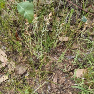 Gamochaeta purpurea (Purple Cudweed) at Mount Majura - 11 Dec 2020 by abread111