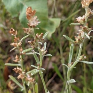 Gamochaeta purpurea at Mount Majura - 11 Dec 2020