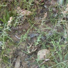 Gamochaeta purpurea at Mount Majura - 11 Dec 2020 09:34 AM