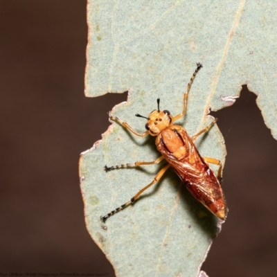 Pseudoperga guerinii (A sawfly) at Watson, ACT - 11 Dec 2020 by Roger